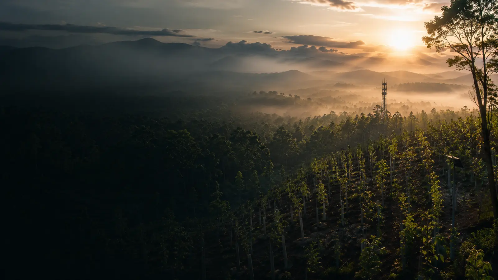 Photo: aerial forest or mangrove